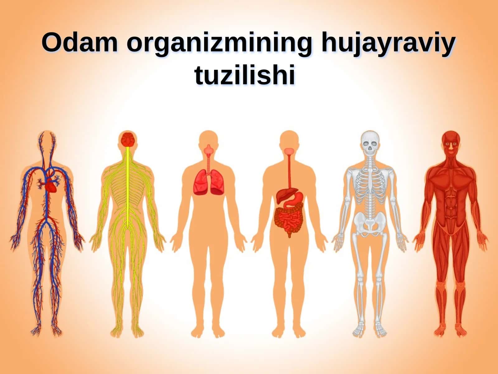 Odam organizmining hujayraviy tuzilishi