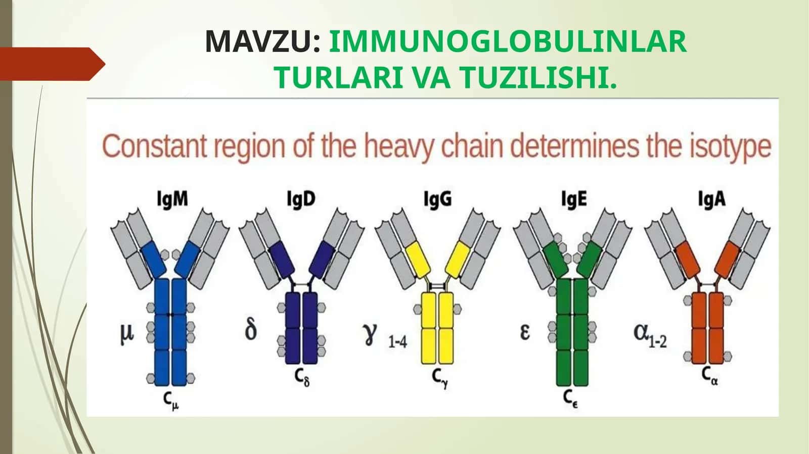 immunoglabulinlar turlari va tuzilishi