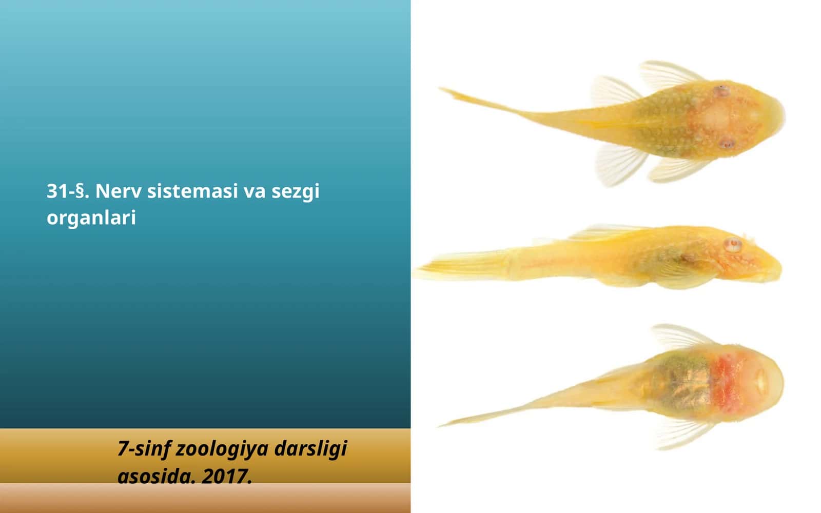 7-sinf Zoologiya 'Baliqlarning nerv sistemasi va sezgi organlari' ko'rgazma
