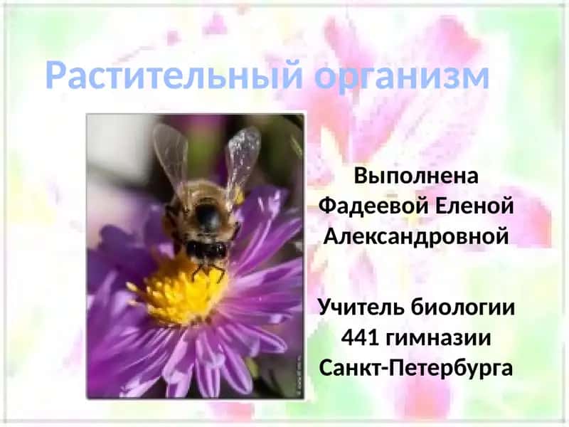 Rastitelnый organizm