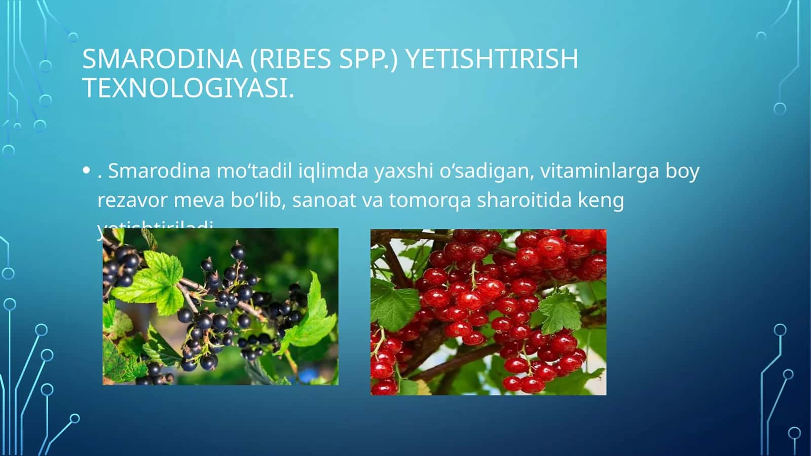 Smarodina yetishtirish