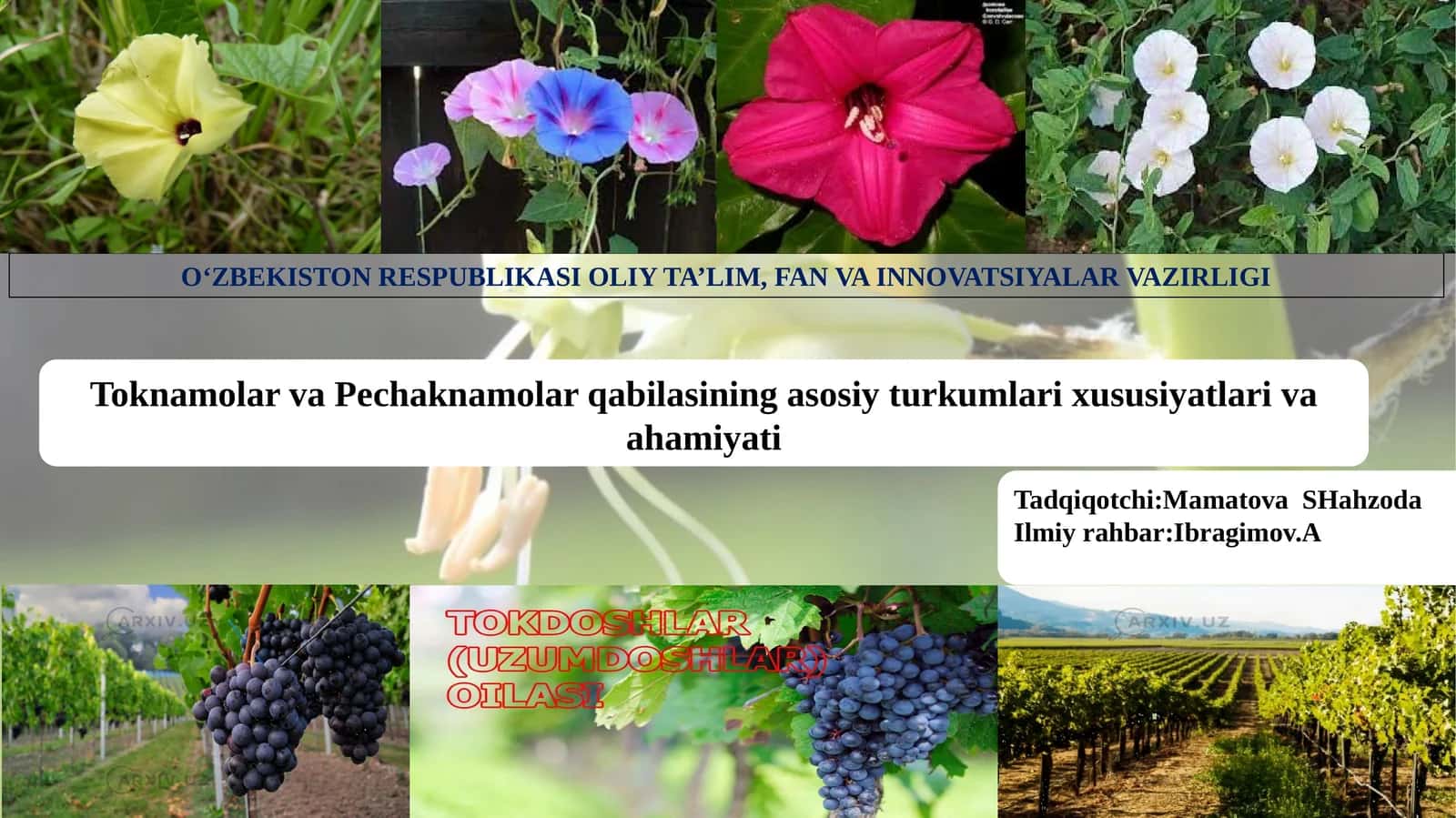 Toknamolar va Pechaknamolar qabilasining asosiy turkumlari xususiyatlari va ahamiyati