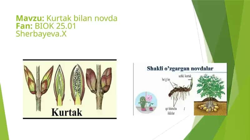 Kurtak bilan novda