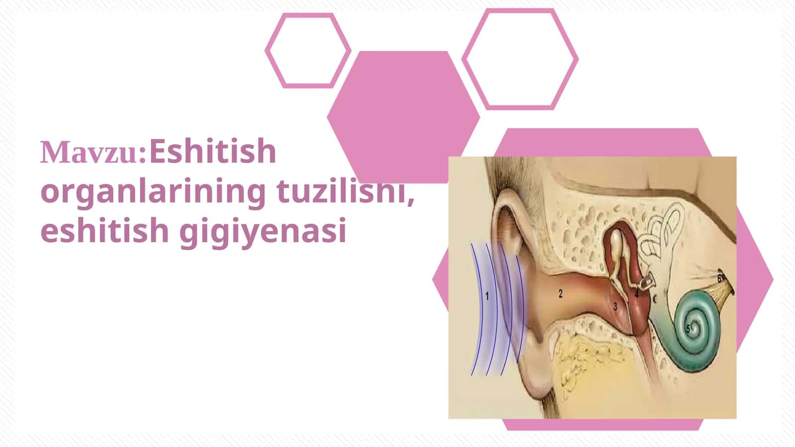 Eshitish organlarining tuzilishi, eshitish gigiyenasi