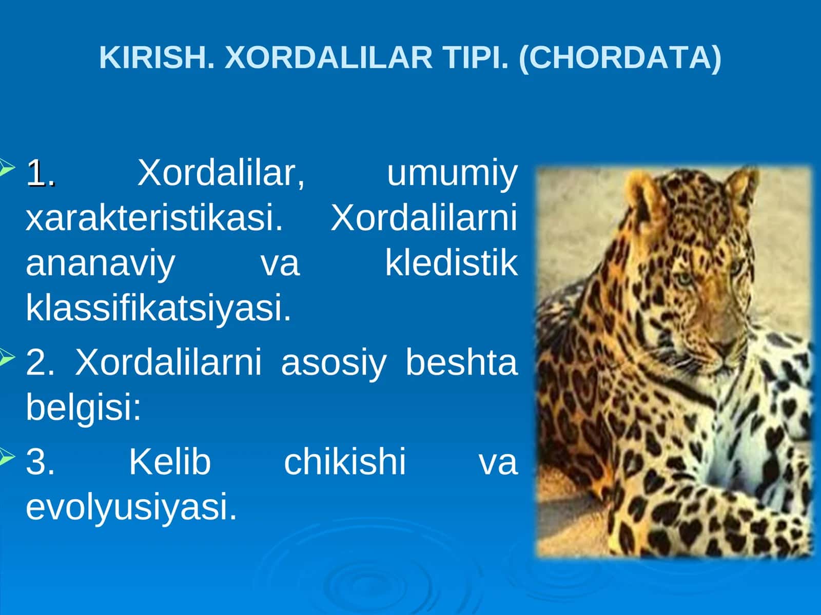 Xordalilar tipi
