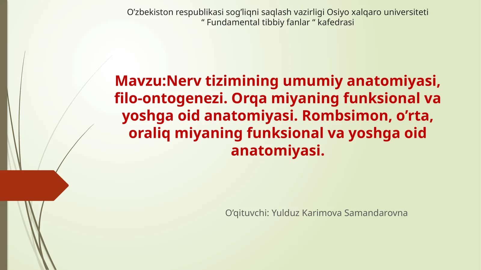 Nerv tizimining umumiy anatomiyasi, filo-ontogenezi. Orqa miyaning funksional va yoshga oid anatomiyasi. Rombsimon, o’rta, oraliq miyaning funksional va yoshga oid anatomiyasi