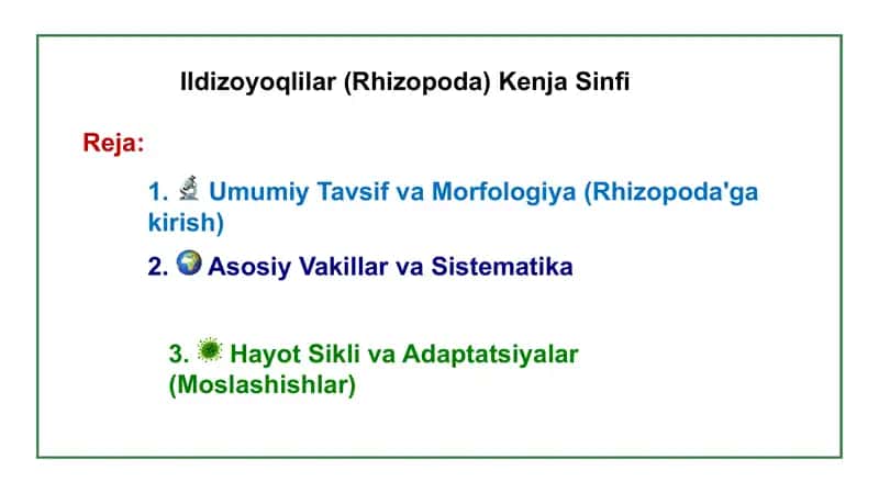 Ildizoyoqlilar (Rhizopoda) Kenja Sinfi