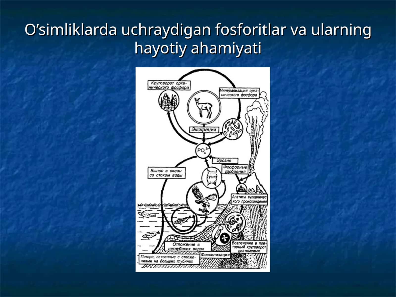 O’simliklarda uchraydigan fosforitlar va ularning hayotiy ahamiyati