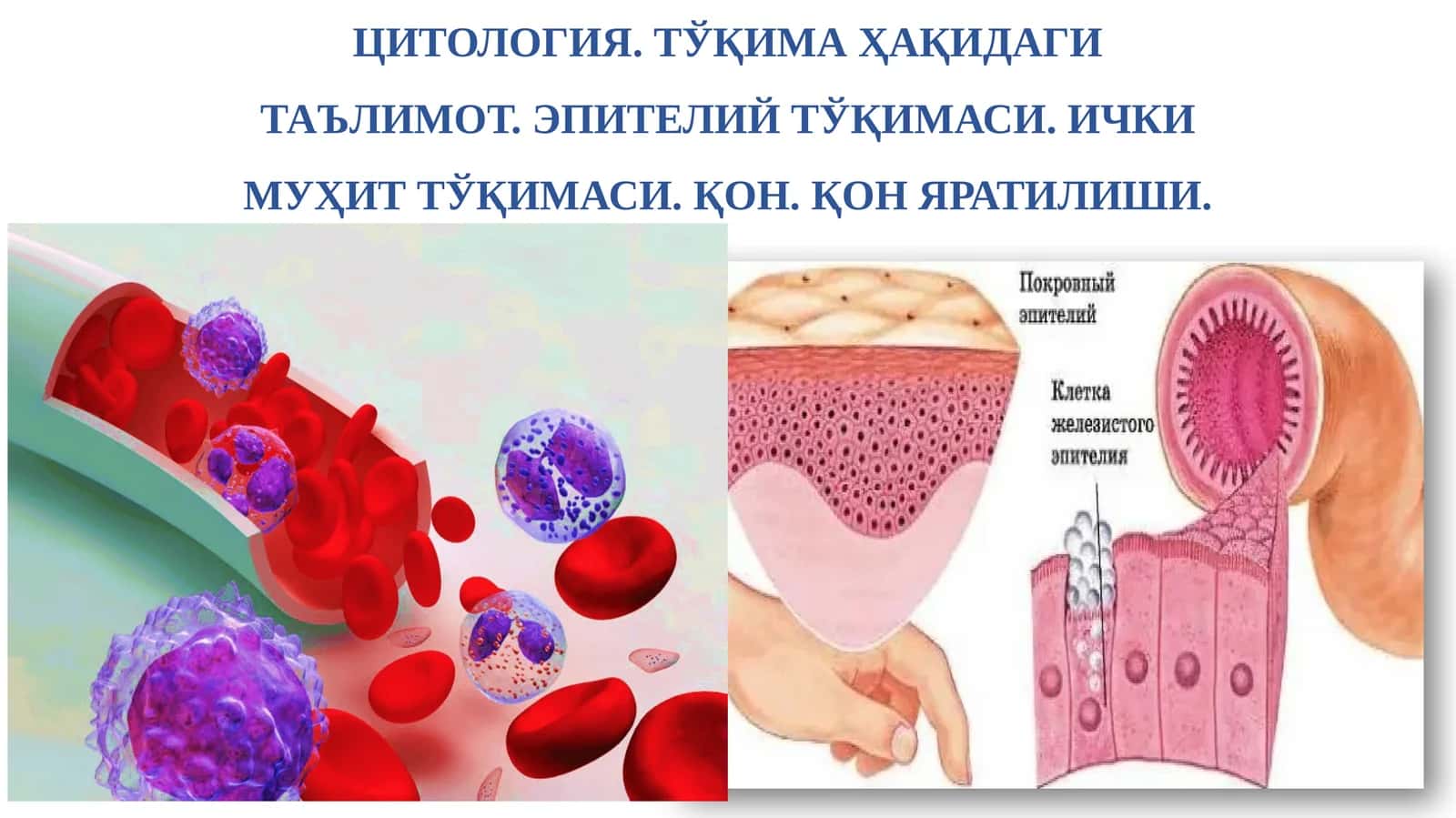 Гистология