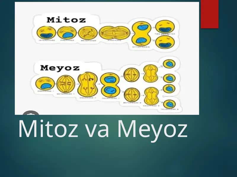 Mitoz va Meyoz