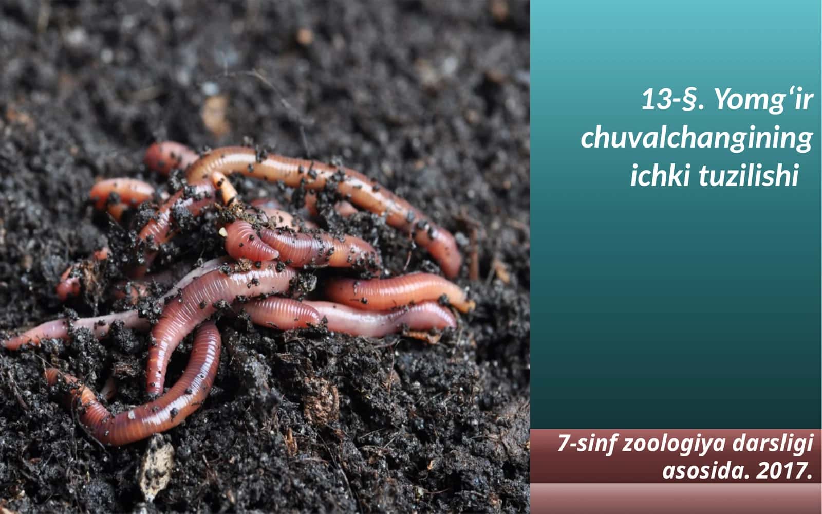 7-sinf Zoologiya fanidan Yomg'ir chuvalchangining ichki tuzilishi dars taqdimoti