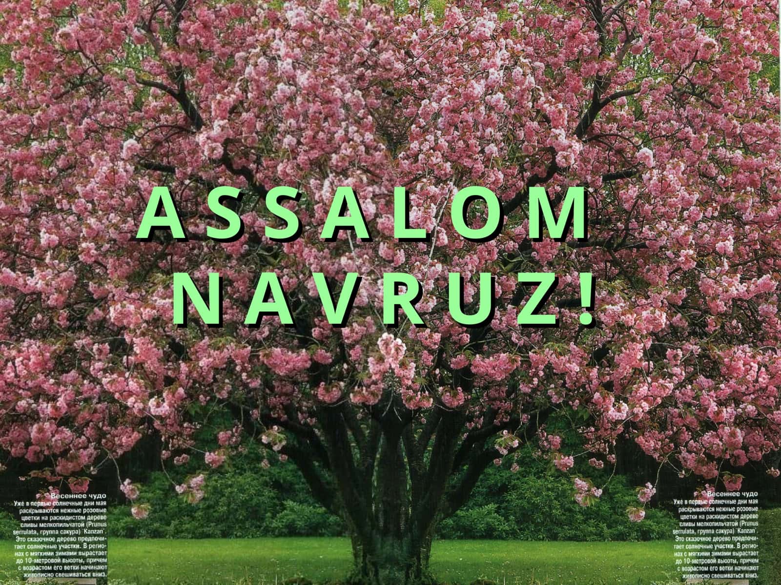 Navro'z umumxalq bayrami
