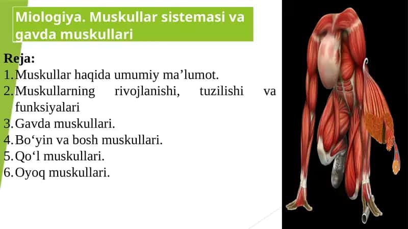 Muskullar haqida umumiy ma'lumot