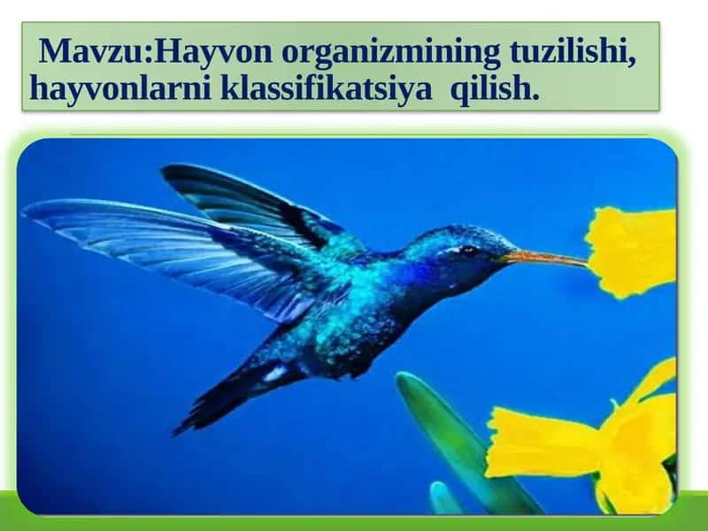 Hayvon organizmining tuzilishi va klassifikatsiyasi