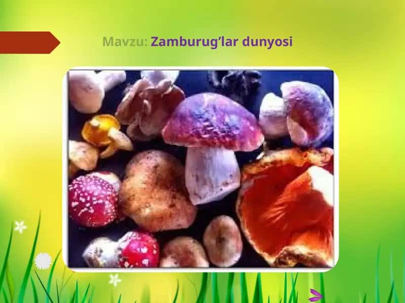 Zamburug’lar dunyosi