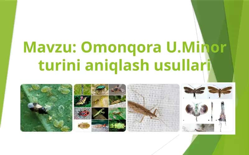 Omonqora U.Minor turini aniqlash usullari