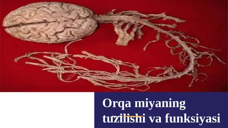 ORQA MIYANING TUZILISHI VA FUNKSIYALARI
