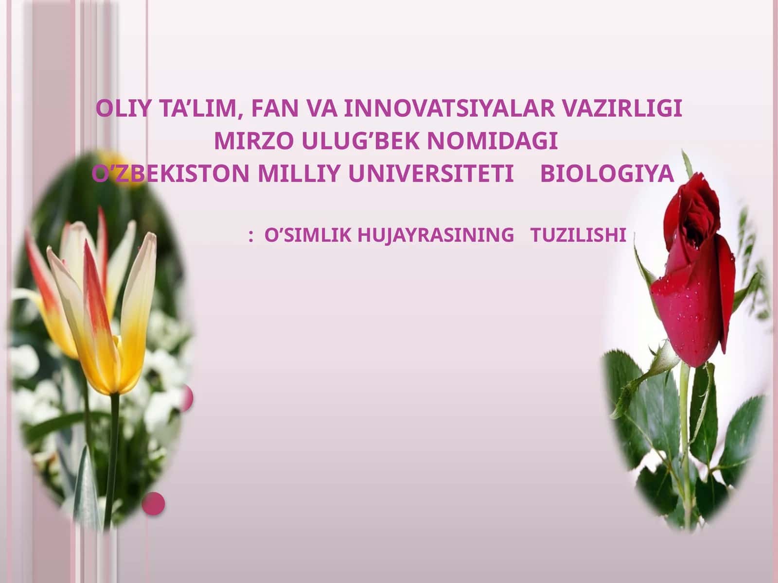 O’SIMLIK HUJAYRASI