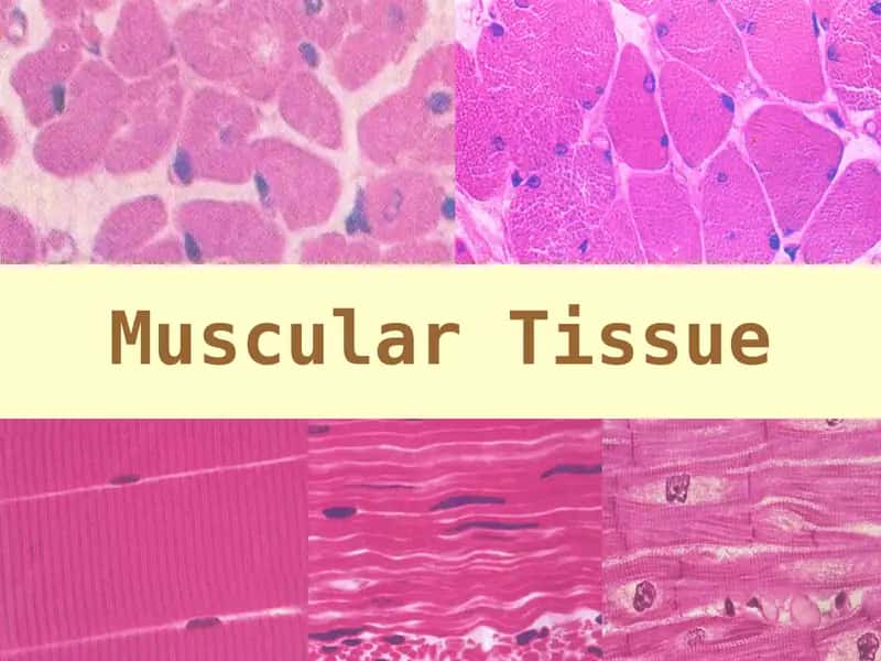 Muscular Tissue