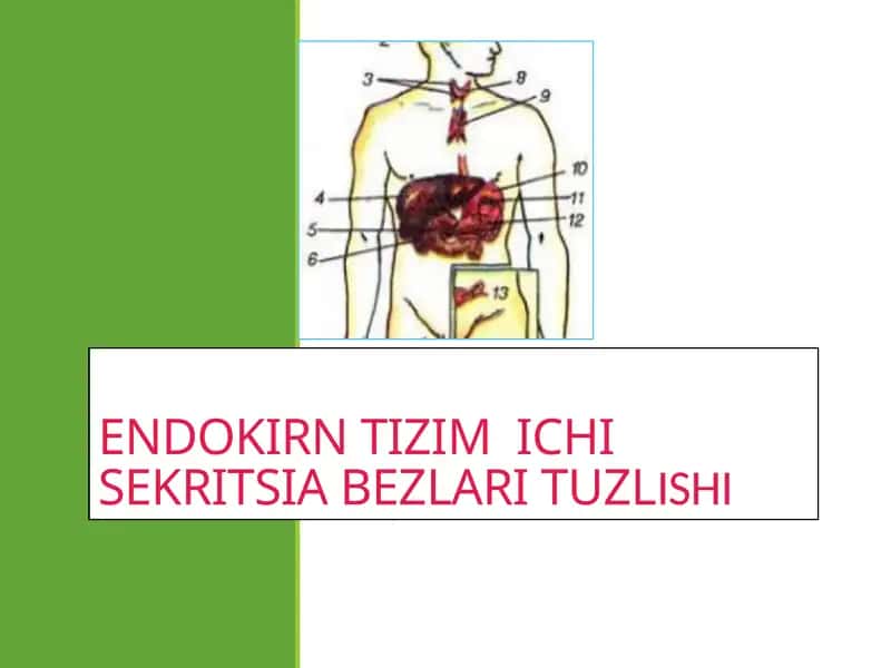 ENDOKIRN TIZIM ICHI SEKRITSIA BEZLARI TUZLISHI
