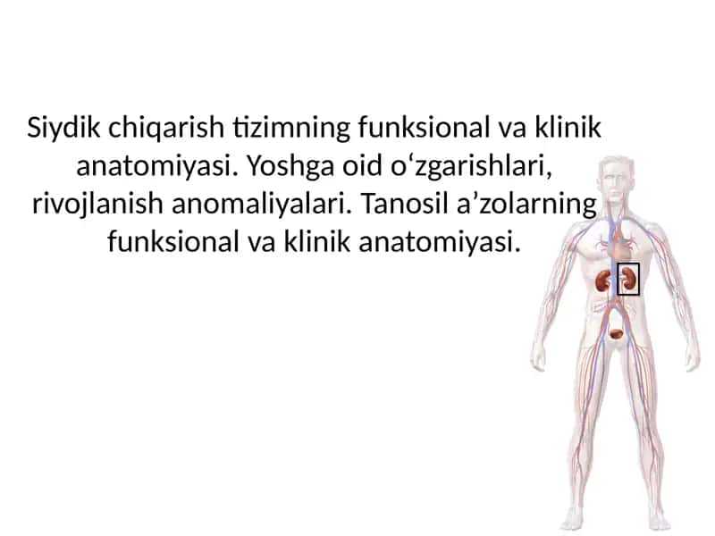 Siydik chiqarish tizimning funksional va klinik anatomiyasi. Yoshga oid o‘zgarishlari, rivojlanish anomaliyalari. Tanosil a’zolarning funksional va klinik anatomiyasi.