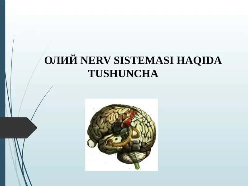 ОЛИЙ NERV SISTEMASI HAQIDA TUSHUNCHA