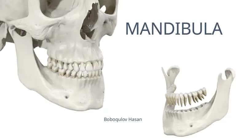 MANDIBULA