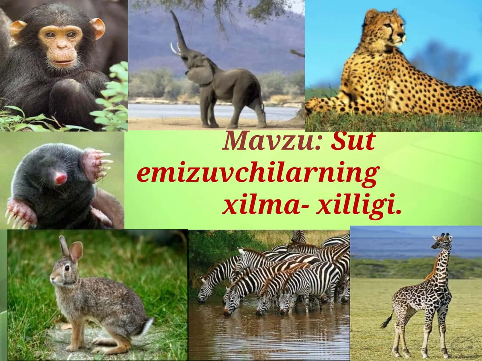 Sutemizuvchilarningxilma-xilligi