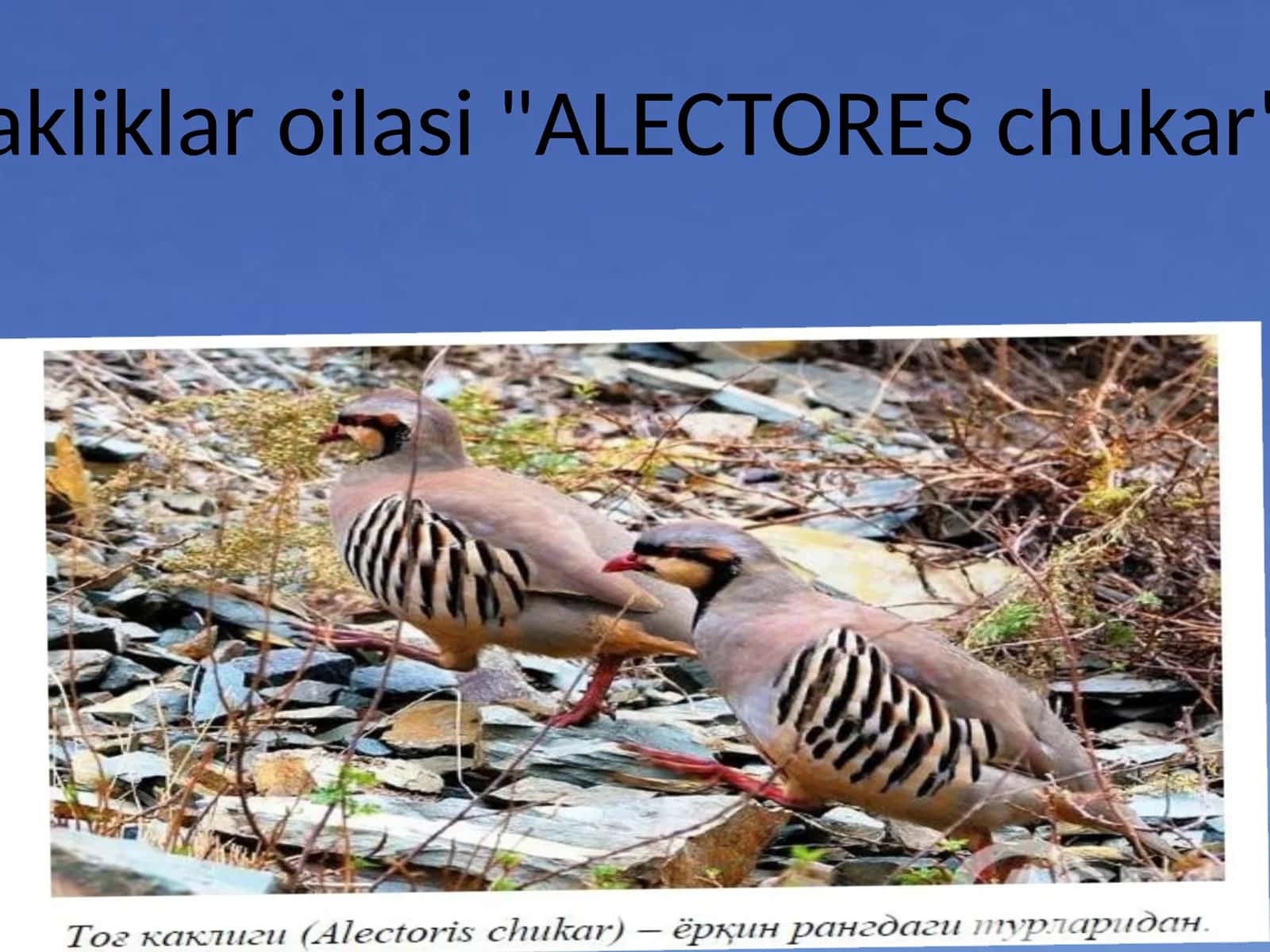 Kakliklar oilasi "ALECTORES chukar"