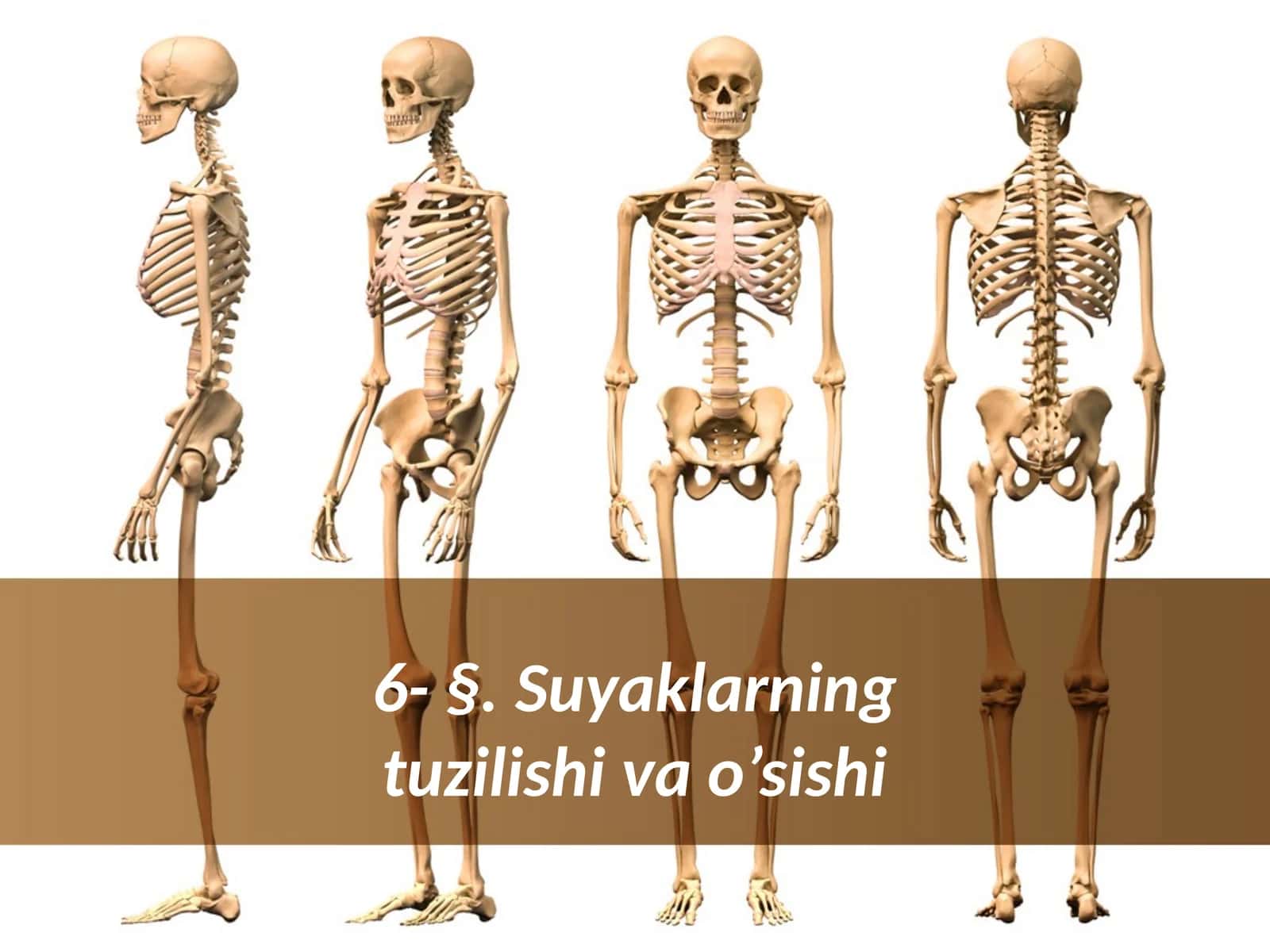 §.Suyaklarning tuzilishi va o‘Sishi