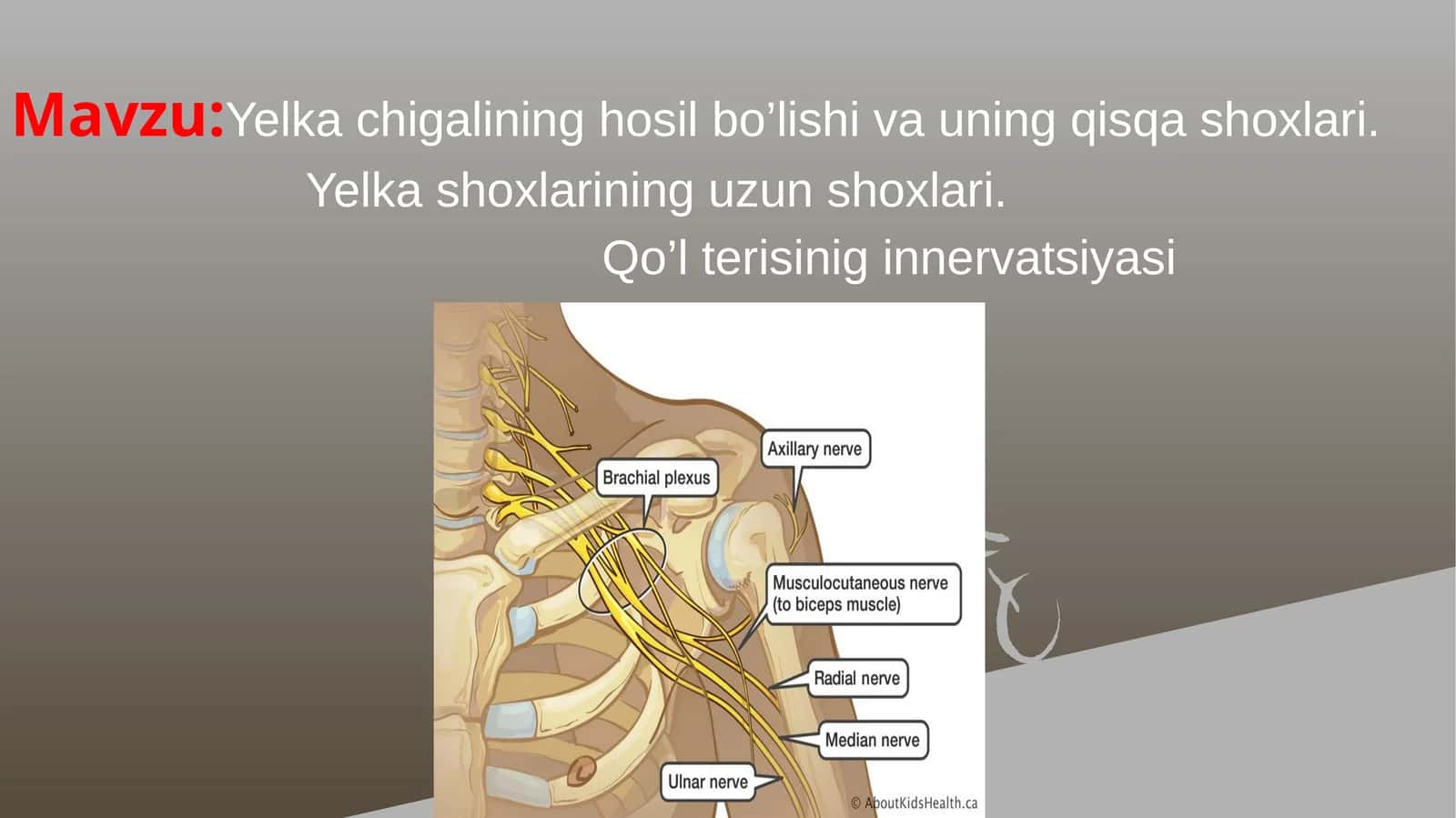 Yelka chigalining hosil bo’lishi va uning qisqa shoxlari
