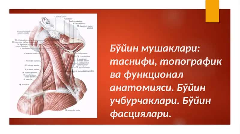 Бўйин мушаклари