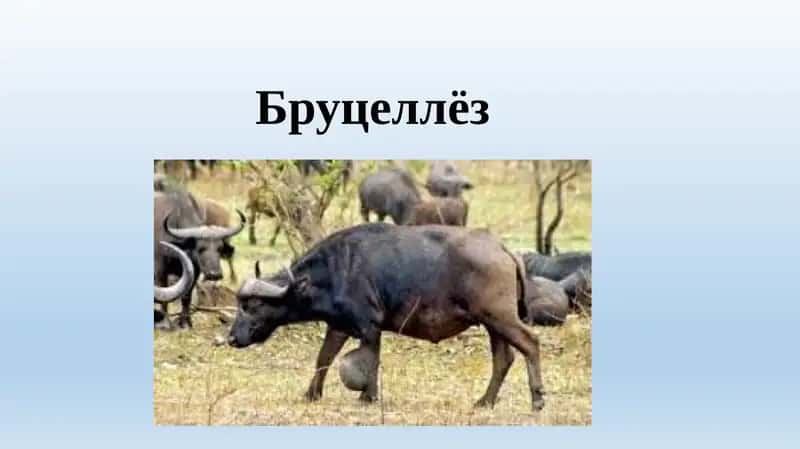 Бруцеллёз