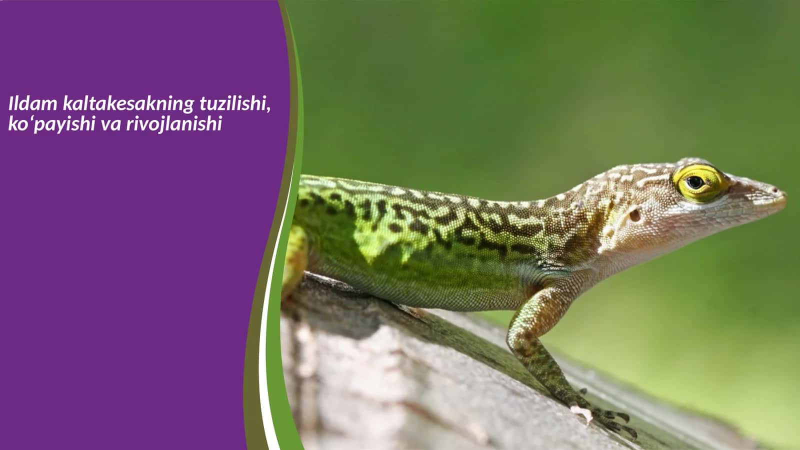 Ildamkaltakesakning tuzilishi, ko‘payishi va rivojlanishi