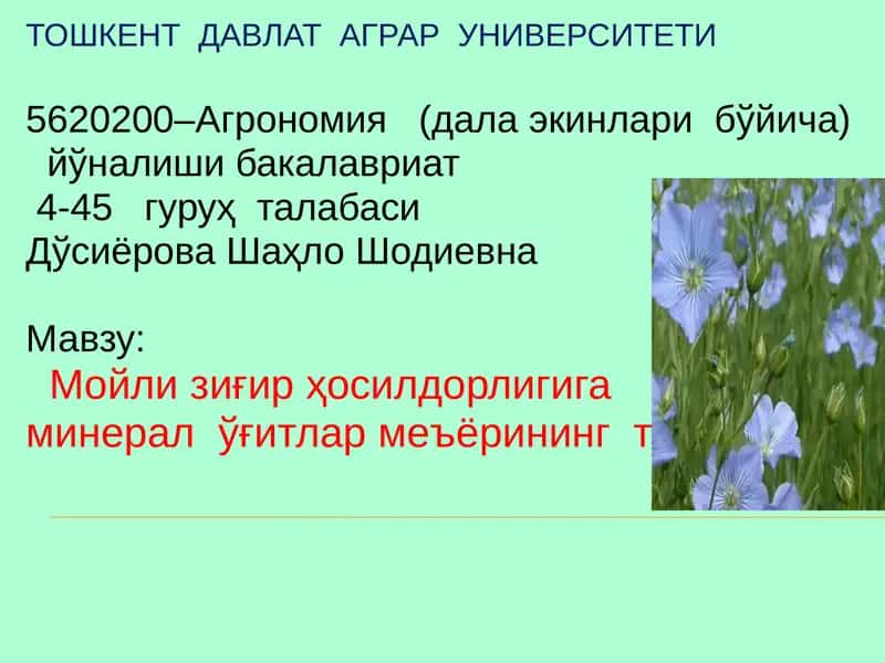 Мойли зиғир ҳосилдорлиги ва минерал ўғитлар меъёрининг таъсири
