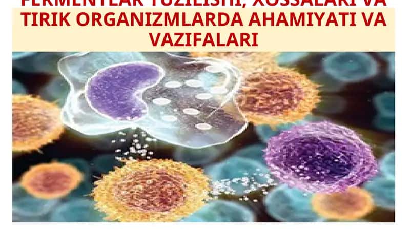 FERMENTLAR TUZILISHI, XOSSALARI VA TIRIK ORGANIZMLARDA AHAMIYATI VA VAZIFALARI