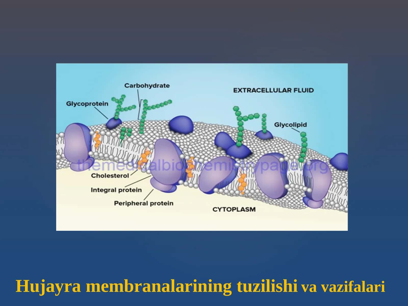 Hujаyrа mеmbrаnаlаrining tuzilishi va vazifalari