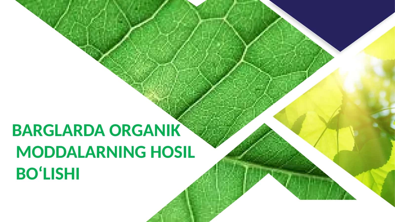 BARGLARDA ORGANIK MODDALARNING HOSIL BO‘LISHI