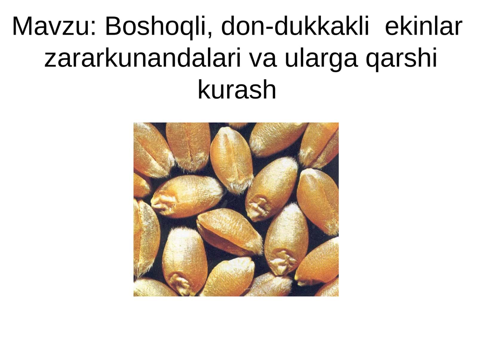 Boshoqli, don-dukkakli ekinlar zararkunandalari va ularga qarshi kurash