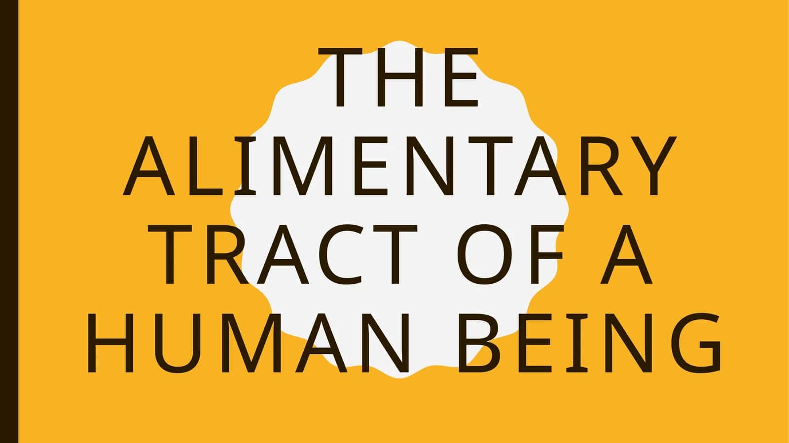THE ALIMENTARY TRACT OF A HUMAN BEING