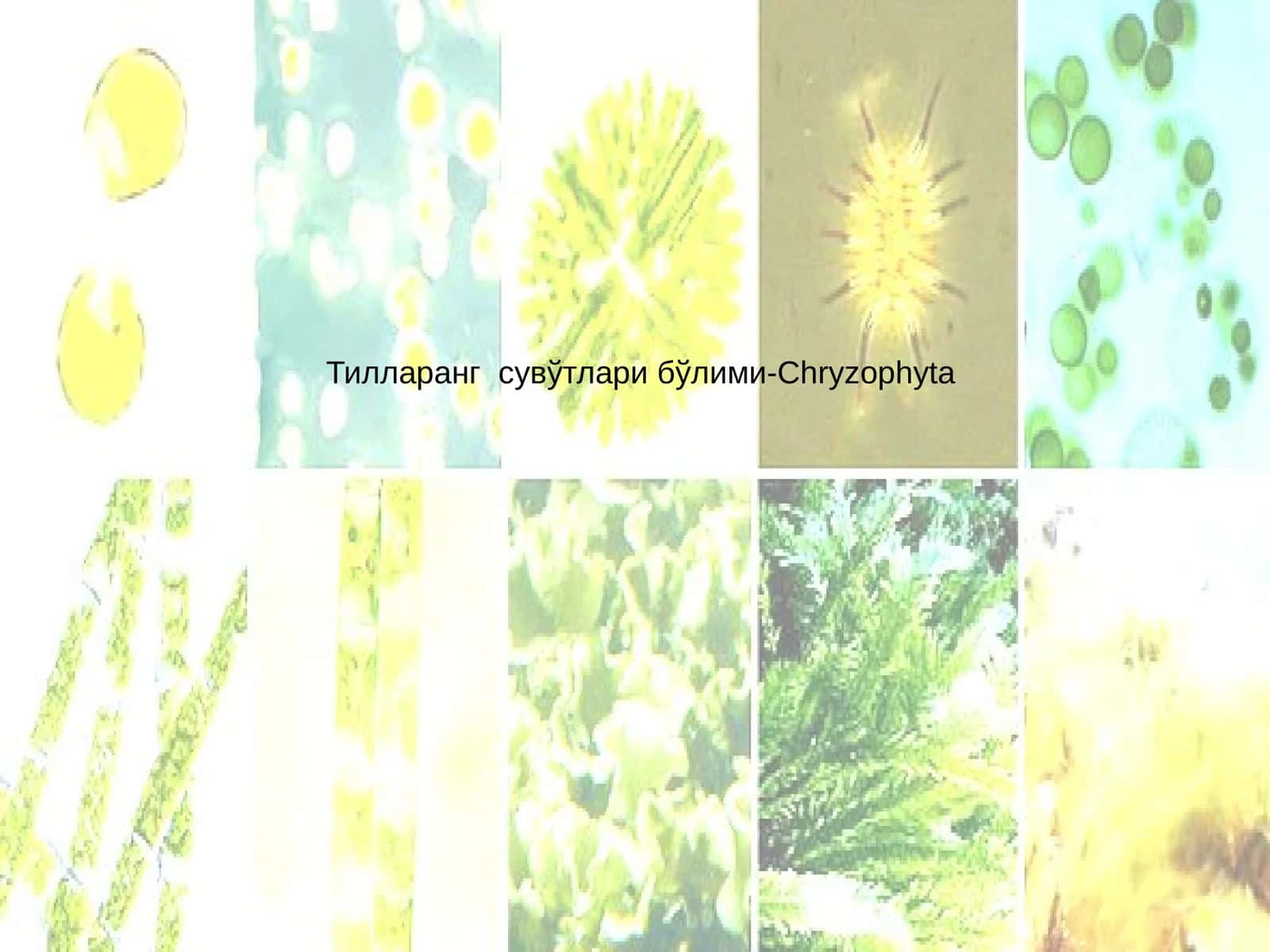 Тилларанг сувўтлари бўлими-Chryzophyta