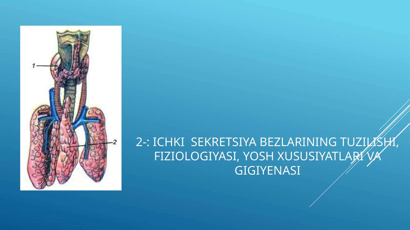 Ichki sekretsiya bezlarining tuzilishi, fiziologiyasi, yosh xususiyatlari va gigiyenasi