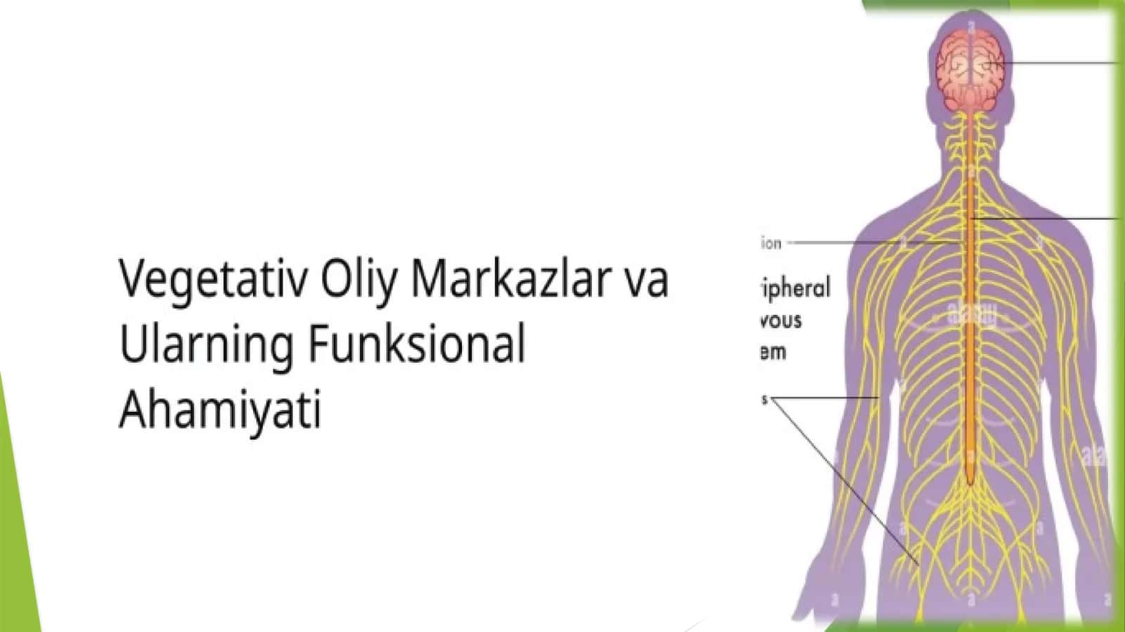 Vegetativ oliy markazlar va ularning funksional ahamiyati