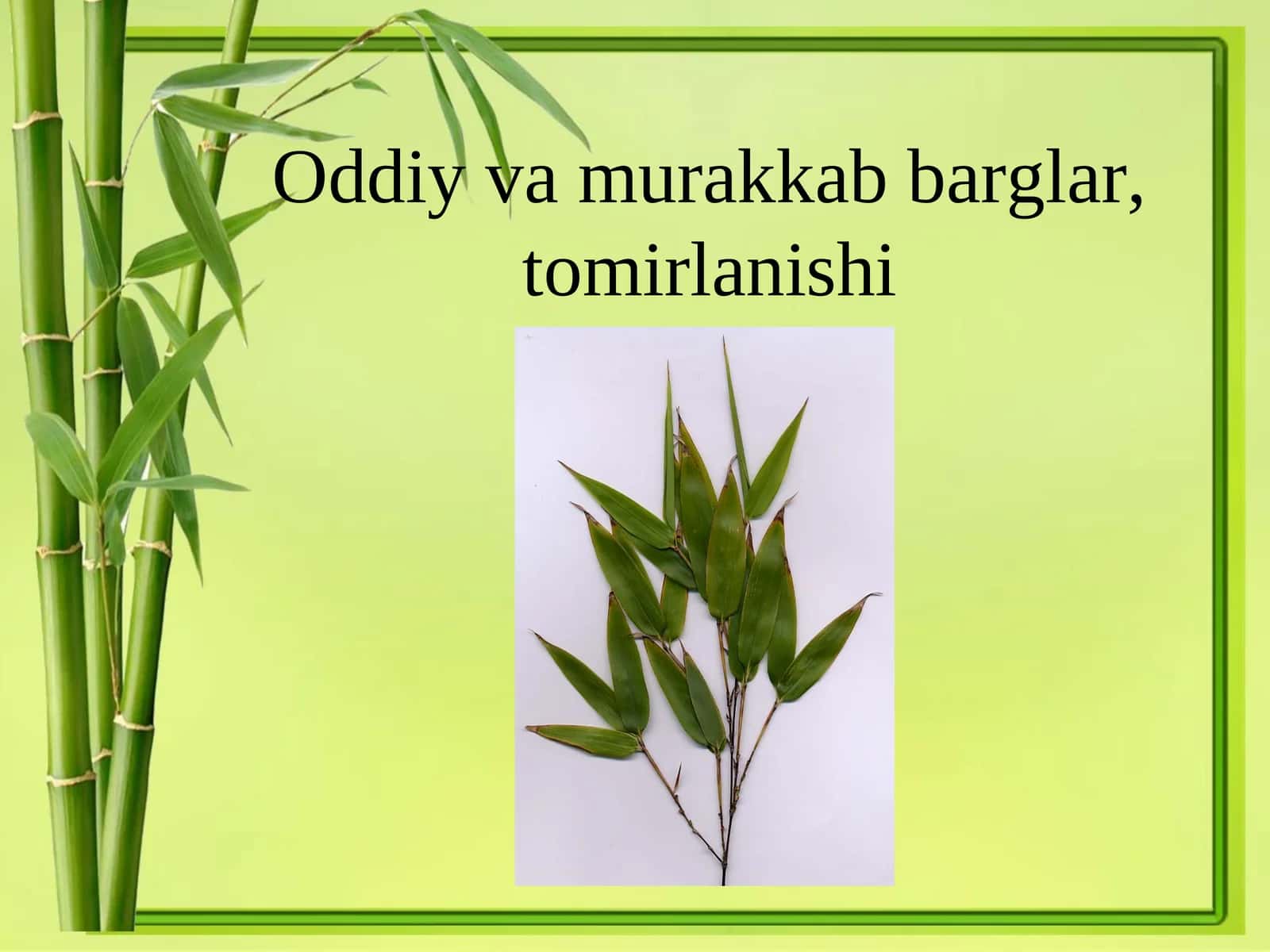 Folium