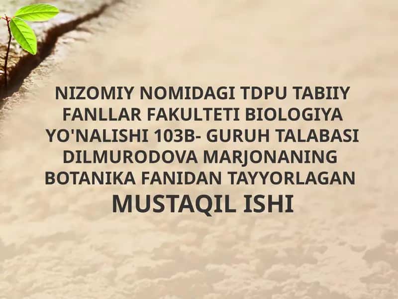 Novdalarning monopodial va simpodial shoxlanishi