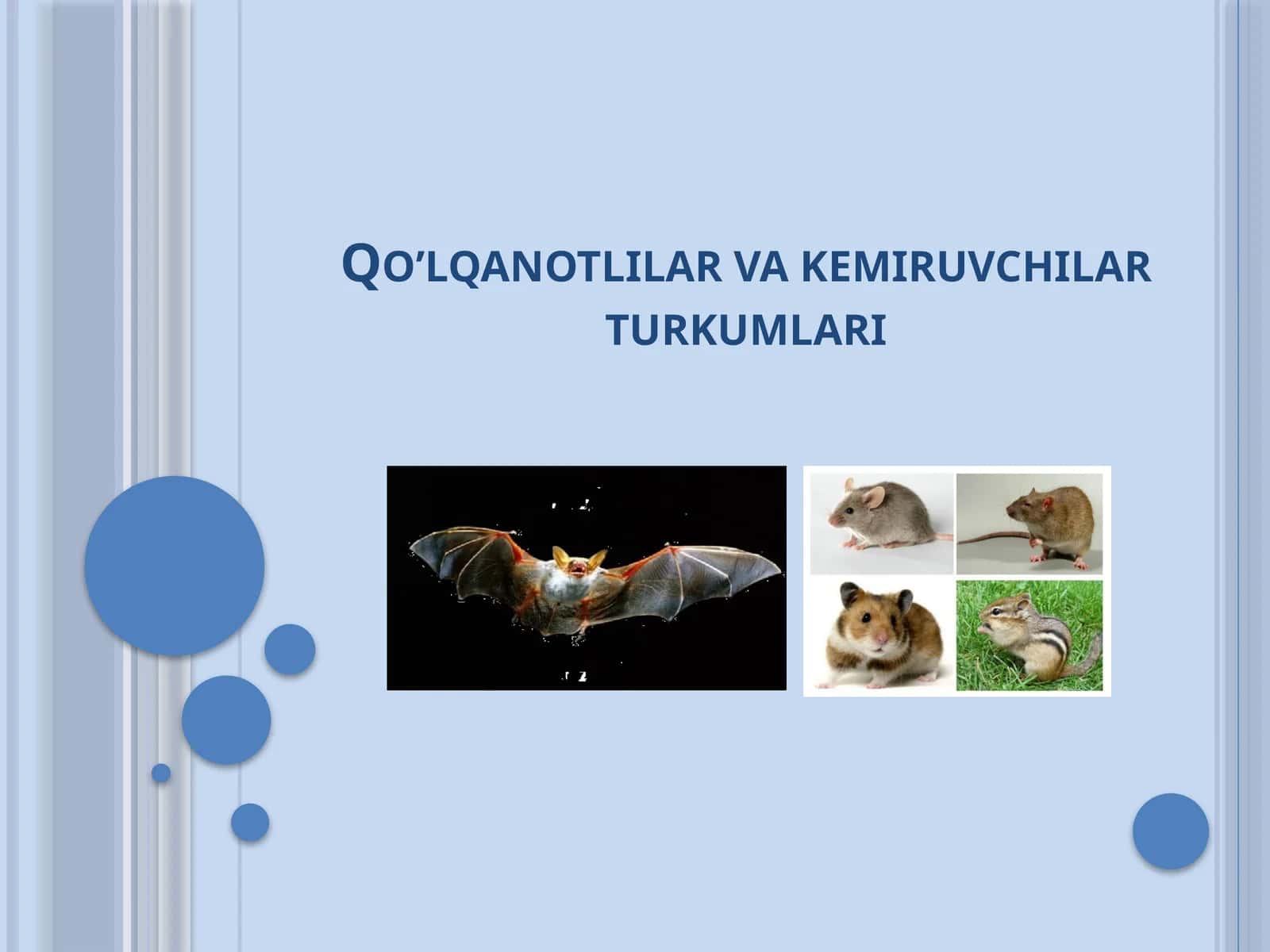 Qo’lqanotlilar vakemiruvchilar turkumlari