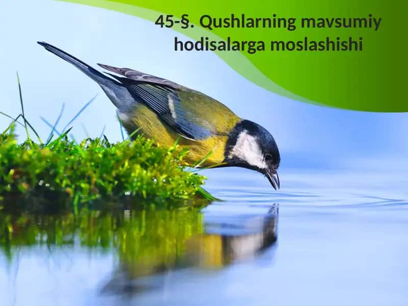 Qushlarning mavsumiy hodisalari
