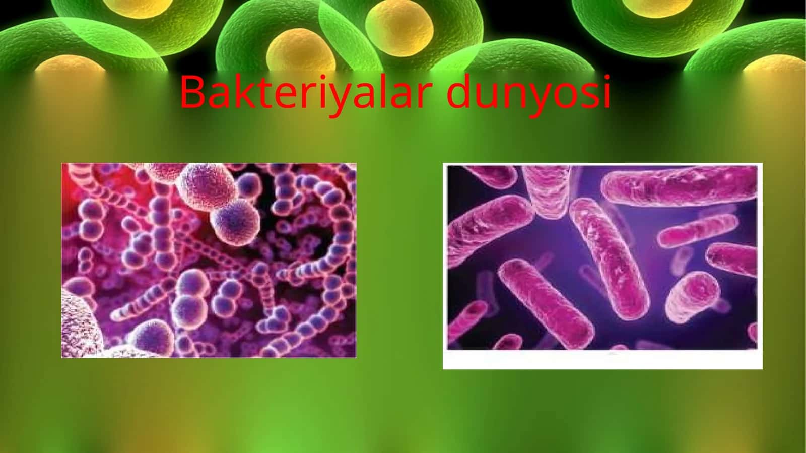 Bakteriyalar dunyosi