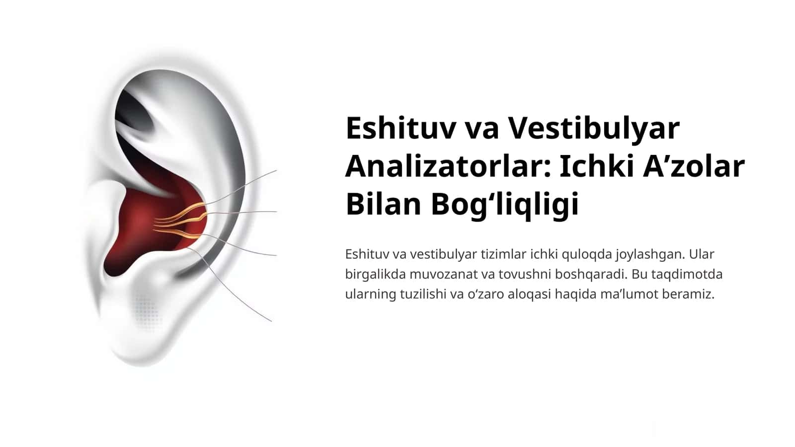 Eshituv va Vestibulyar Analizatorlar: Ichki Aʼzolar Bilan Bogʻliqligi