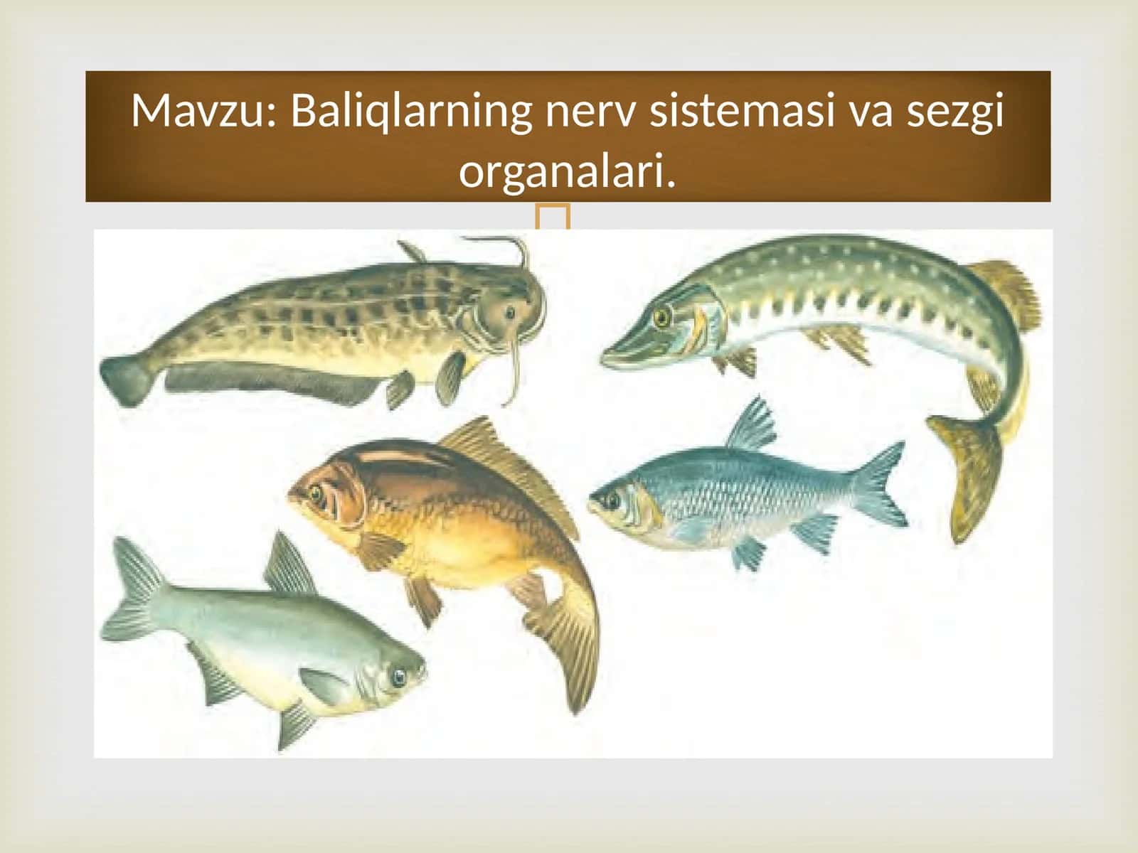 Baliqlarning nerv sistemasi va sezgi organalari